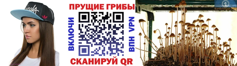 Галлюциногенные грибы Psilocybe  Купить где  Краснотурьинск 
